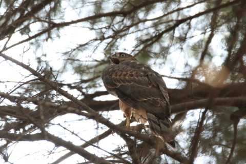 2017/7月 SIGMA150-600C+7D2 焦点距離600mm F8 ss1/500 ISO6400