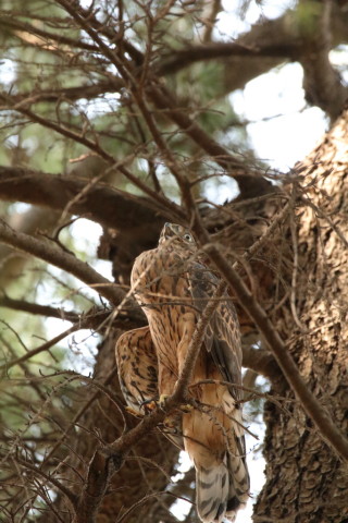 2017/7月 SIGMA150-600C+7D2 焦点距離600mm F8 ss1/200 ISO6400