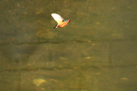 2017/8月 SIGMA150-600C+7D2 焦点距離600mm F8 ss1/500 ISO2500 Case3