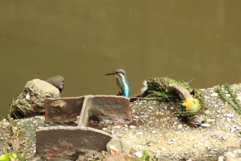 2017/8月 SIGMA150-600C+7D2 焦点距離600mm F8 ss1/500 ISO3200
