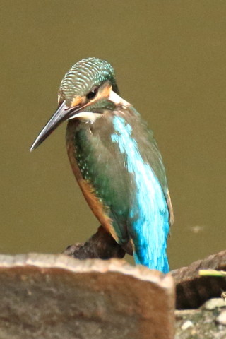 トリミング 2017/8月 SIGMA150-600C+7D2 焦点距離600mm F8 ss1/500 ISO3200