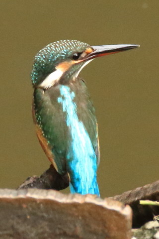 トリミング 2017/8月 SIGMA150-600C+7D2 焦点距離600mm F8 ss1/500 ISO3200