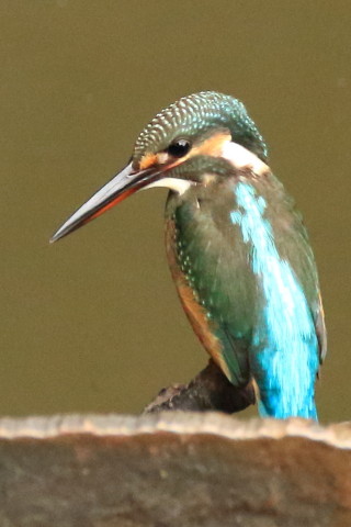 トリミング 2017/8月 SIGMA150-600C+7D2 焦点距離600mm F8 ss1/500 ISO3200