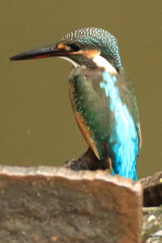 トリミング 2017/8月 SIGMA150-600C+7D2 焦点距離600mm F8 ss1/500 ISO3200