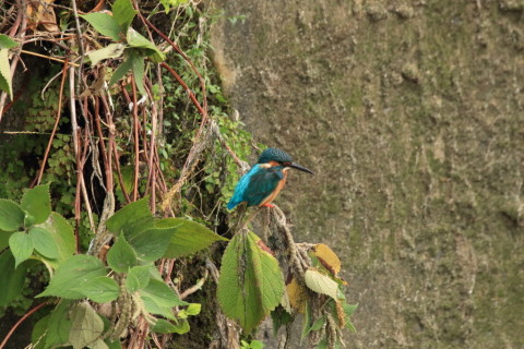 2017/8月 SIGMA150-600C+7D2 焦点距離600mm F8 ss1/500 ISO2000