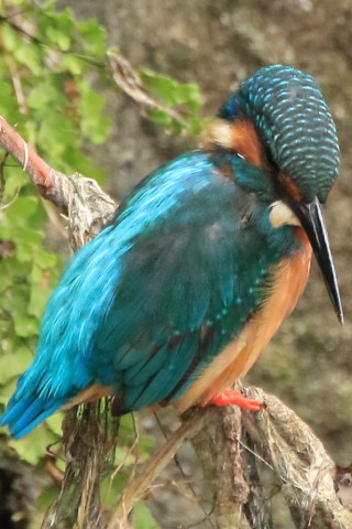 トリミング 2017/8月 SIGMA150-600C+7D2 焦点距離600mm F8 ss1/500 ISO2500