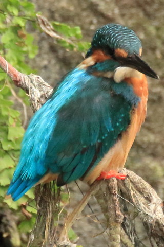 トリミング 2017/8月 SIGMA150-600C+7D2 焦点距離600mm F8 ss1/500 ISO2500