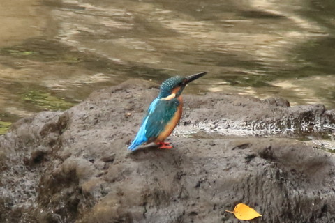 トリミング 2017/8月 SIGMA150-600C+7D2 焦点距離600mm F8 ss1/500 ISO2000