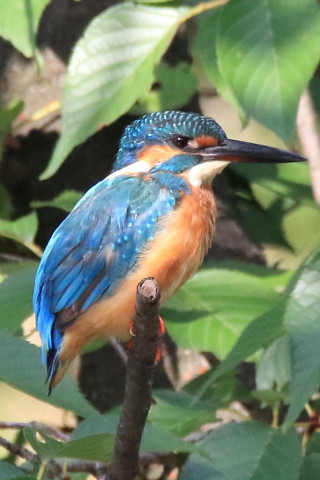 トリミング 2017/8月 SIGMA150-600C+7D2 焦点距離600mm F8 ss1/1000 ISO2500