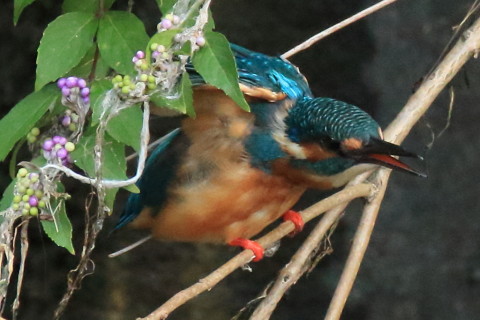トリミング 2017/8月 SIGMA150-600C+7D2 焦点距離600mm F8 ss1/320 ISO3200