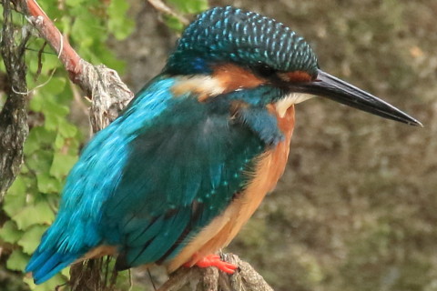 トリミング 2017/8月 SIGMA150-600C+7D2 焦点距離600mm F8 ss1/500 ISO2000