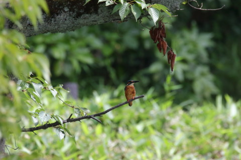 2017/8月 SIGMA150-600C+7D2 焦点距離600mm F8 ss1/1000 ISO2000