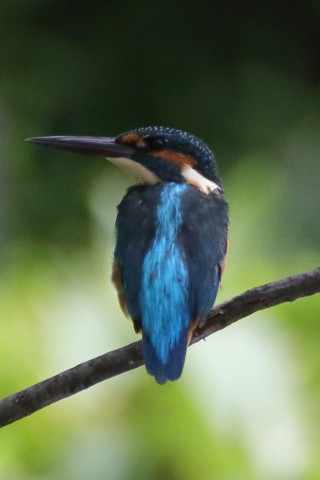 トリミング 2017/8月 SIGMA150-600C+7D2 焦点距離600mm F6.3 ss1/2000 ISO1250