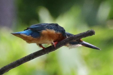 トリミング 2017/8月 SIGMA150-600C+7D2 焦点距離600mm F8 ss1/1600 ISO1600