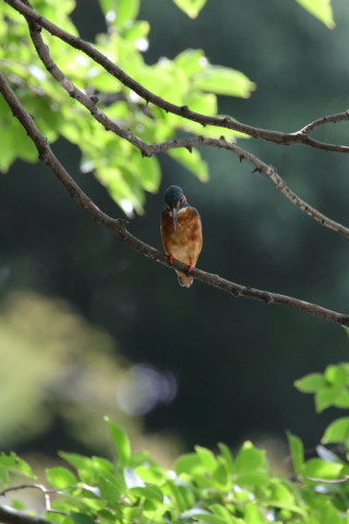 2017/8月 SIGMA150-600C+7D2 焦点距離600mm F8 ss1/500 ISO3200
