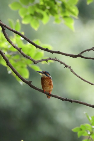 2017/8月 SIGMA150-600C+7D2 焦点距離600mm F8 ss1/500 ISO3200