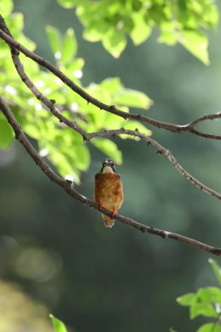 2017/8月 SIGMA150-600C+7D2 焦点距離600mm F8 ss1/500 ISO3200