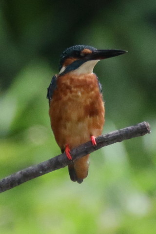トリミング 2017/8月 SIGMA150-600C+7D2 焦点距離600mm F8 ss1/1000 ISO2000