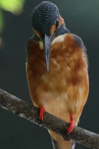 トリミング 2017/8月 SIGMA150-600C+7D2 焦点距離600mm F8 ss1/500 ISO3200