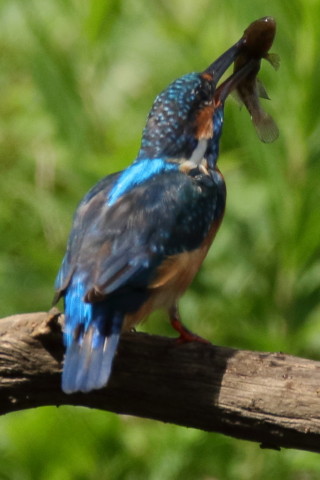 トリミング 2017/9月 SIGMA150-600C+7D2 焦点距離600mm F8 ss1/1000 ISO500