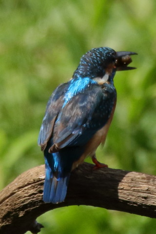 トリミング 2017/9月 SIGMA150-600C+7D2 焦点距離600mm F8 ss1/1250 ISO640