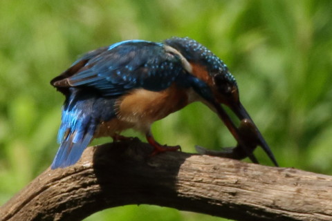 トリミング 2017/9月 SIGMA150-600C+7D2 焦点距離600mm F8 ss1/1250 ISO640