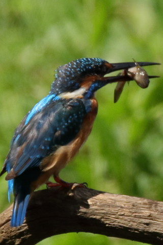 トリミング 2017/9月 SIGMA150-600C+7D2 焦点距離600mm F8 ss1/1250 ISO640