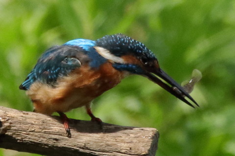 トリミング 2017/9月 SIGMA150-600C+7D2 焦点距離600mm F8 ss1/2000 ISO1600