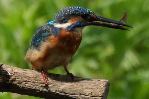 トリミング 2017/9月 SIGMA150-600C+7D2 焦点距離600mm F8 ss1/2000 ISO1600