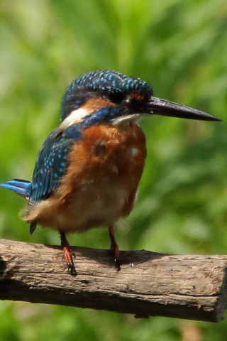 トリミング 2017/9月 SIGMA150-600C+7D2 焦点距離600mm F8 ss1/1250 ISO1000