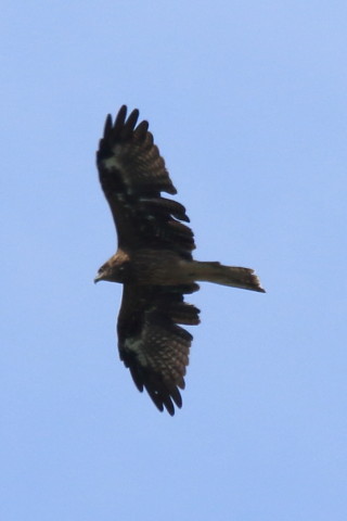 トリミング 2017/9月 SIGMA150-600C+7D2 焦点距離562mm F8 ss1/1600 ISO320 Case3