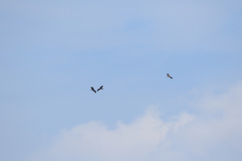 2017/9月 SIGMA150-600C+7D2 焦点距離600mm F8 ss1/1600 ISO250 Case3