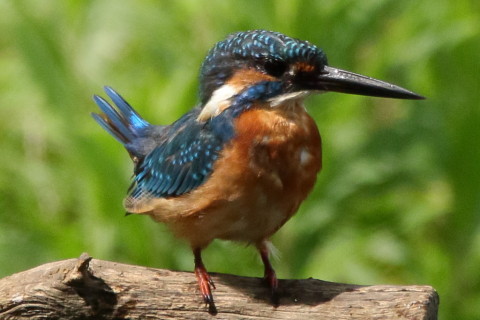 トリミング 2017/9月 SIGMA150-600C+7D2 焦点距離600mm F8 ss1/1250 ISO1000