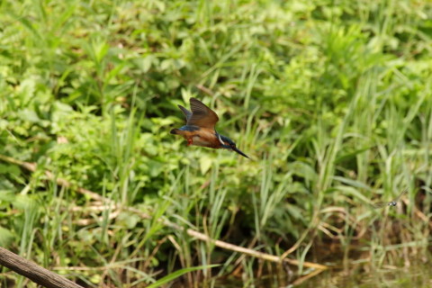 2017/9月 SIGMA150-600C+7D2 焦点距離562mm F8 ss1/1250 ISO1250 Case3
