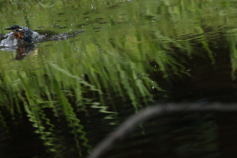 2017/9月 SIGMA150-600C+7D2 焦点距離562mm F8 ss1/1250 ISO1250 Case3