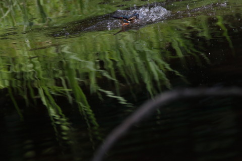 2017/9月 SIGMA150-600C+7D2 焦点距離562mm F8 ss1/1250 ISO800 Case3