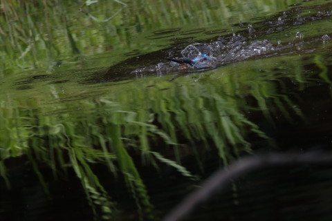2017/9月 SIGMA150-600C+7D2 焦点距離562mm F8 ss1/1250 ISO800 Case3