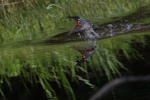 2017/9月 SIGMA150-600C+7D2 焦点距離562mm F8 ss1/1250 ISO800 Case3