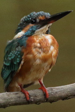 トリミング 2017/9月 SIGMA150-600C+7D2 焦点距離562mm F8 ss1/1250 ISO3200