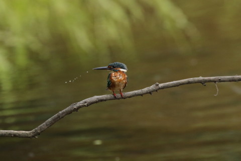 2017/9月 SIGMA150-600C+7D2 焦点距離562mm F8 ss1/1250 ISO3200