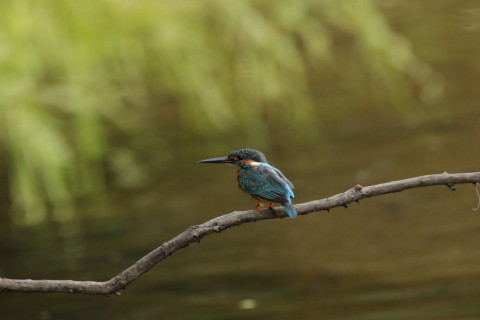2017/9月 SIGMA150-600C+7D2 焦点距離562mm F8 ss1/1250 ISO3200