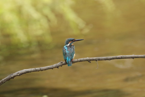 2017/9月 SIGMA150-600C+7D2 焦点距離562mm F8 ss1/1250 ISO3200