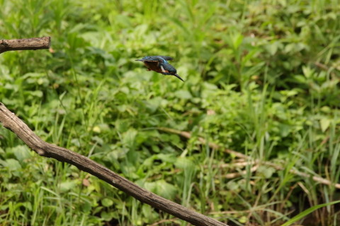 2017/9月 SIGMA150-600C+7D2 焦点距離600mm F8 ss1/1600 ISO2000 Case3