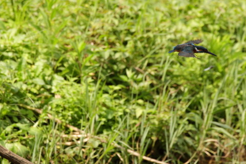 2017/9月 SIGMA150-600C+7D2 焦点距離600mm F8 ss1/1600 ISO800 Case3