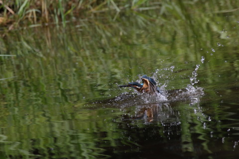 2017/9月 SIGMA150-600C+7D2 焦点距離600mm F8 ss1/1600 ISO800 Case3
