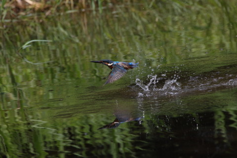 2017/9月 SIGMA150-600C+7D2 焦点距離600mm F8 ss1/1600 ISO800 Case3