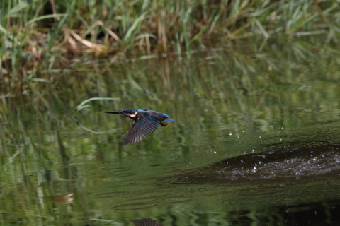 2017/9月 SIGMA150-600C+7D2 焦点距離600mm F8 ss1/1600 ISO800 Case3