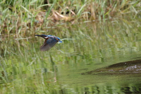 2017/9月 SIGMA150-600C+7D2 焦点距離600mm F8 ss1/1600 ISO800 Case3