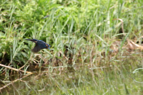 2017/9月 SIGMA150-600C+7D2 焦点距離600mm F8 ss1/1600 ISO800 Case3