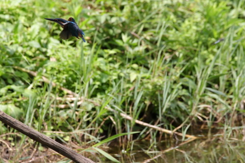 2017/9月 SIGMA150-600C+7D2 焦点距離600mm F8 ss1/1600 ISO800 Case3